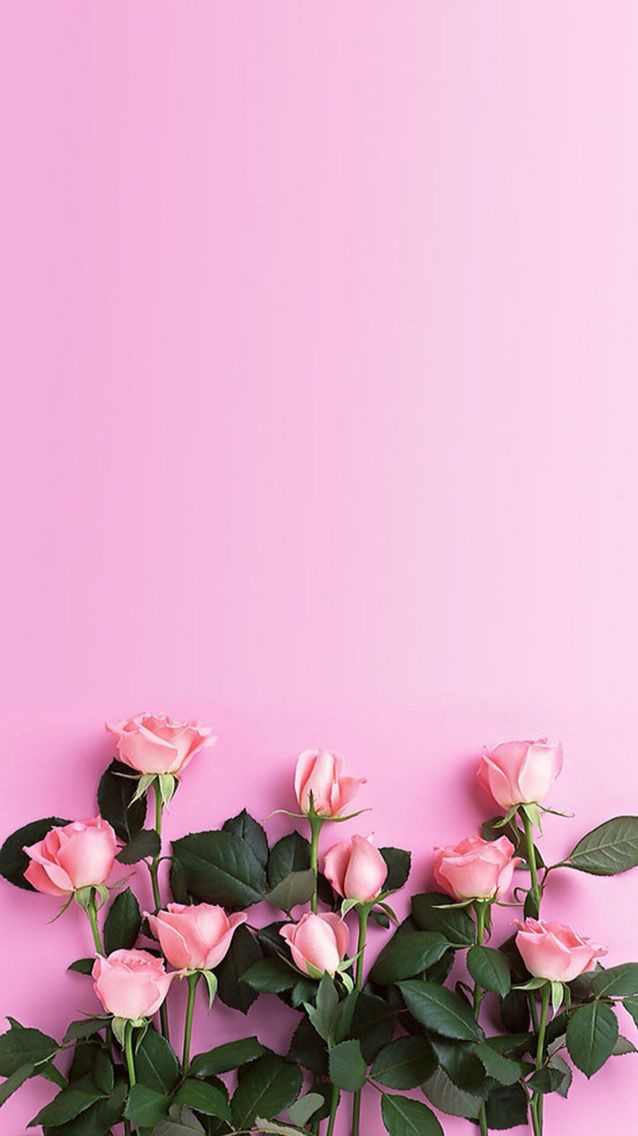 Pink Roses Wallpaper Rose Phone Background 638x1136 Wallpaper Teahub Io Pink Roses Wallpaper Rose Phone Background 638x1136 Wallpaper Teahub Io