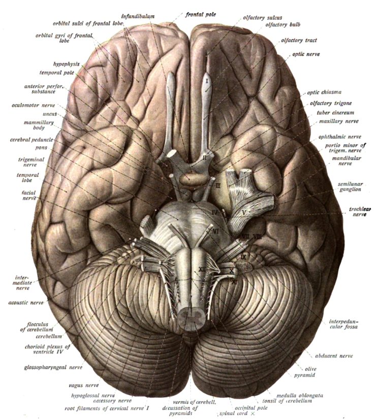 Cerebellar Peduncles Human Brain - HD Wallpaper 