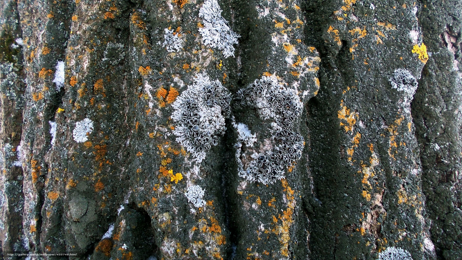 Download Wallpaper Cortex, Tree, Moss, Crack Free Desktop - Cobblestone - HD Wallpaper 