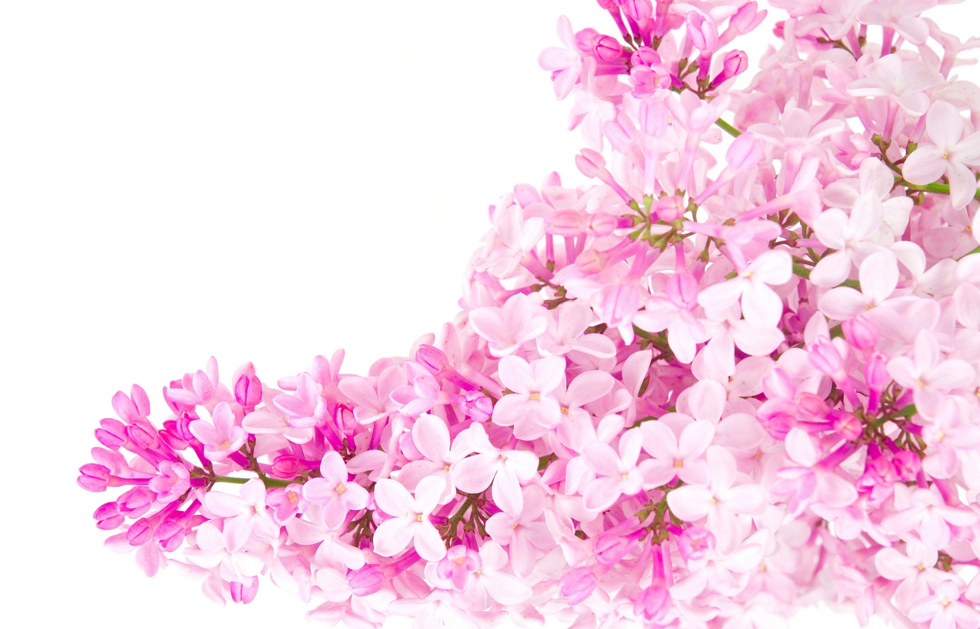 Pink Flower Hd Wallpaper-fo414cq - Pink Flower Background Hd - 1920x1233  Wallpaper 