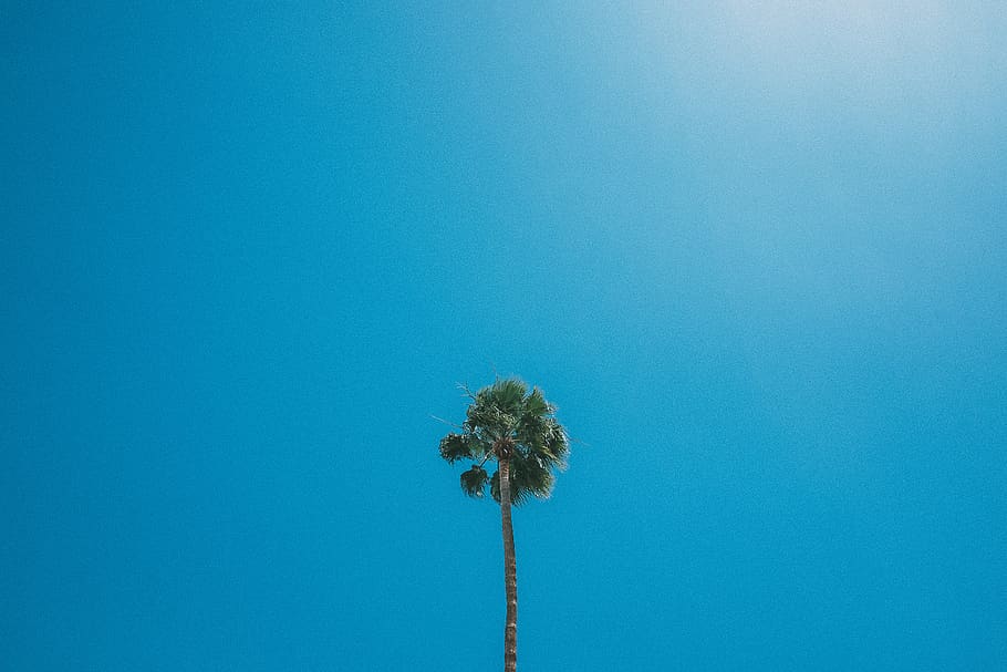 Coachella, United States, Blue, California, Palm, Copy - HD Wallpaper 