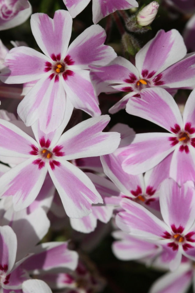 Creeping Phlox Candy Stripe - HD Wallpaper 