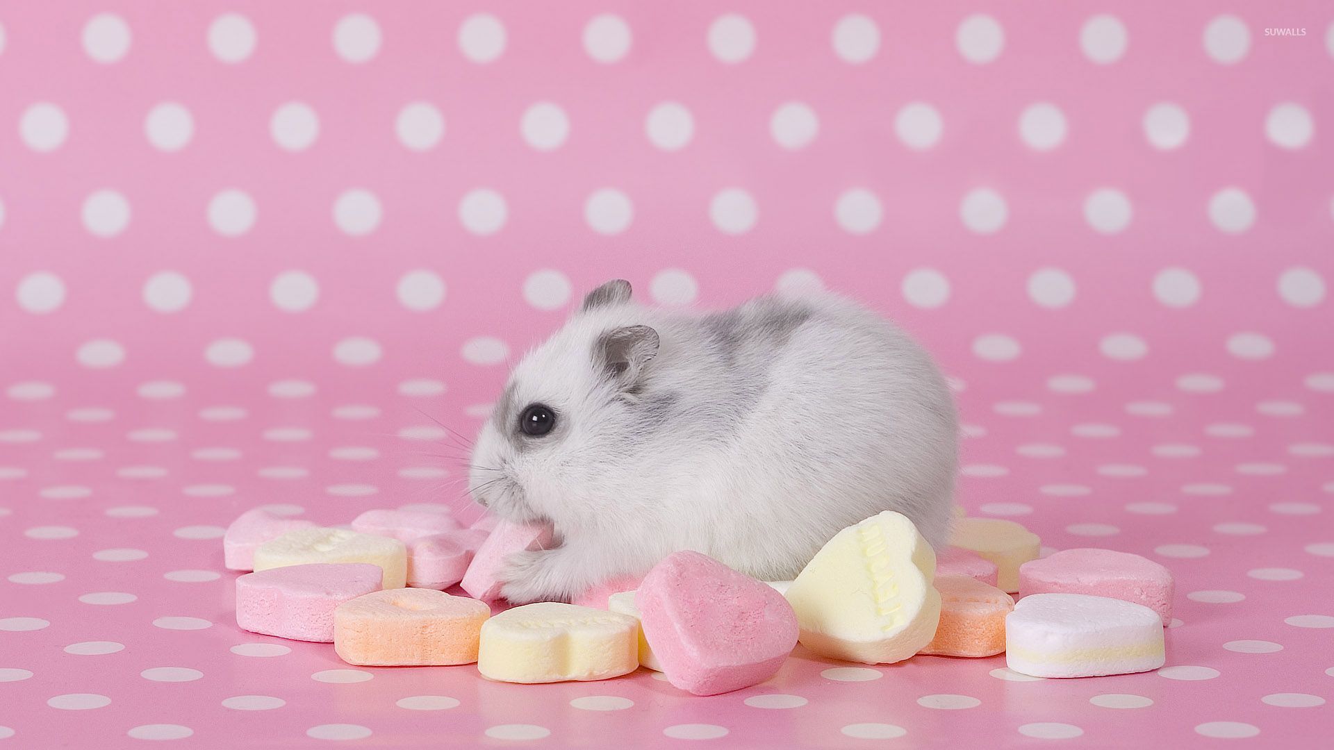Cute Animals Eating Candy - HD Wallpaper 