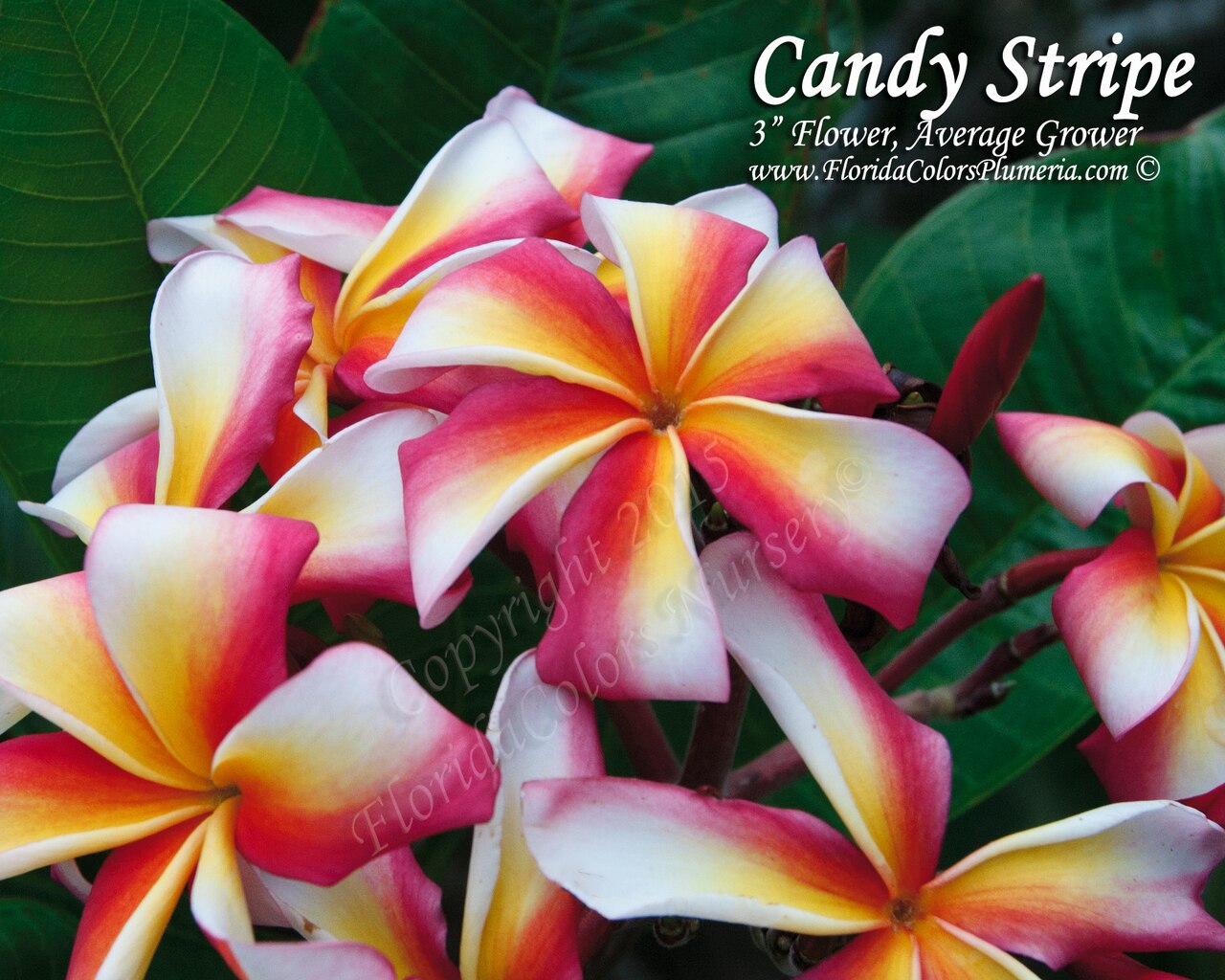 Frangipani - HD Wallpaper 