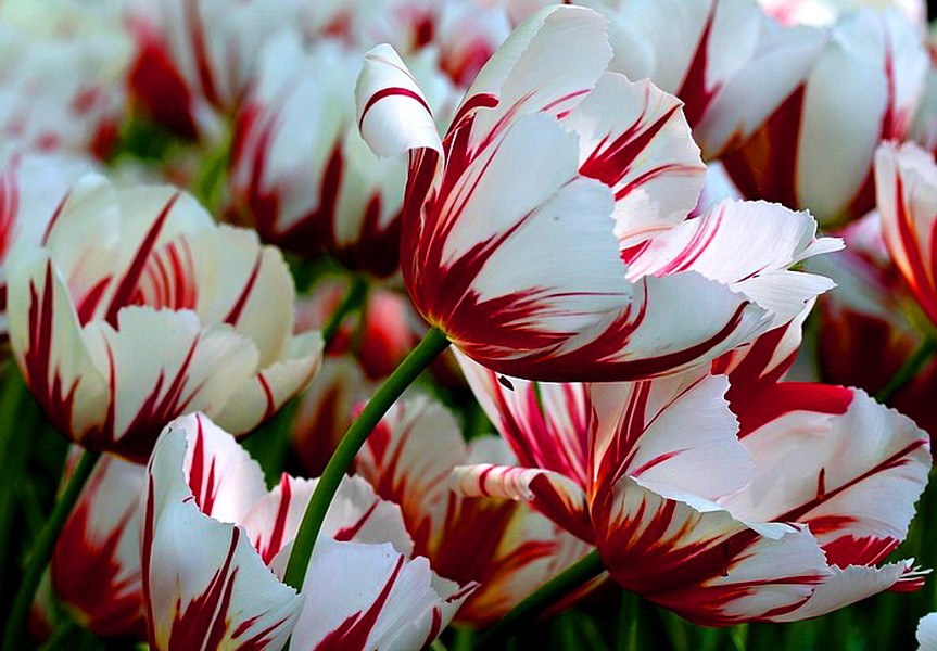 Flower Candy Cane Flowers Red White Tulips Garden Wallpaper - Candy Cane Tulips - HD Wallpaper 