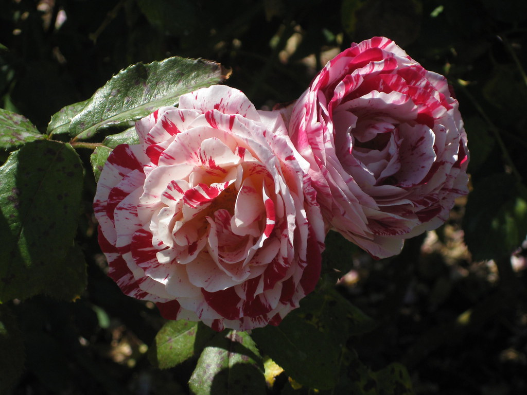 Garden Roses - HD Wallpaper 