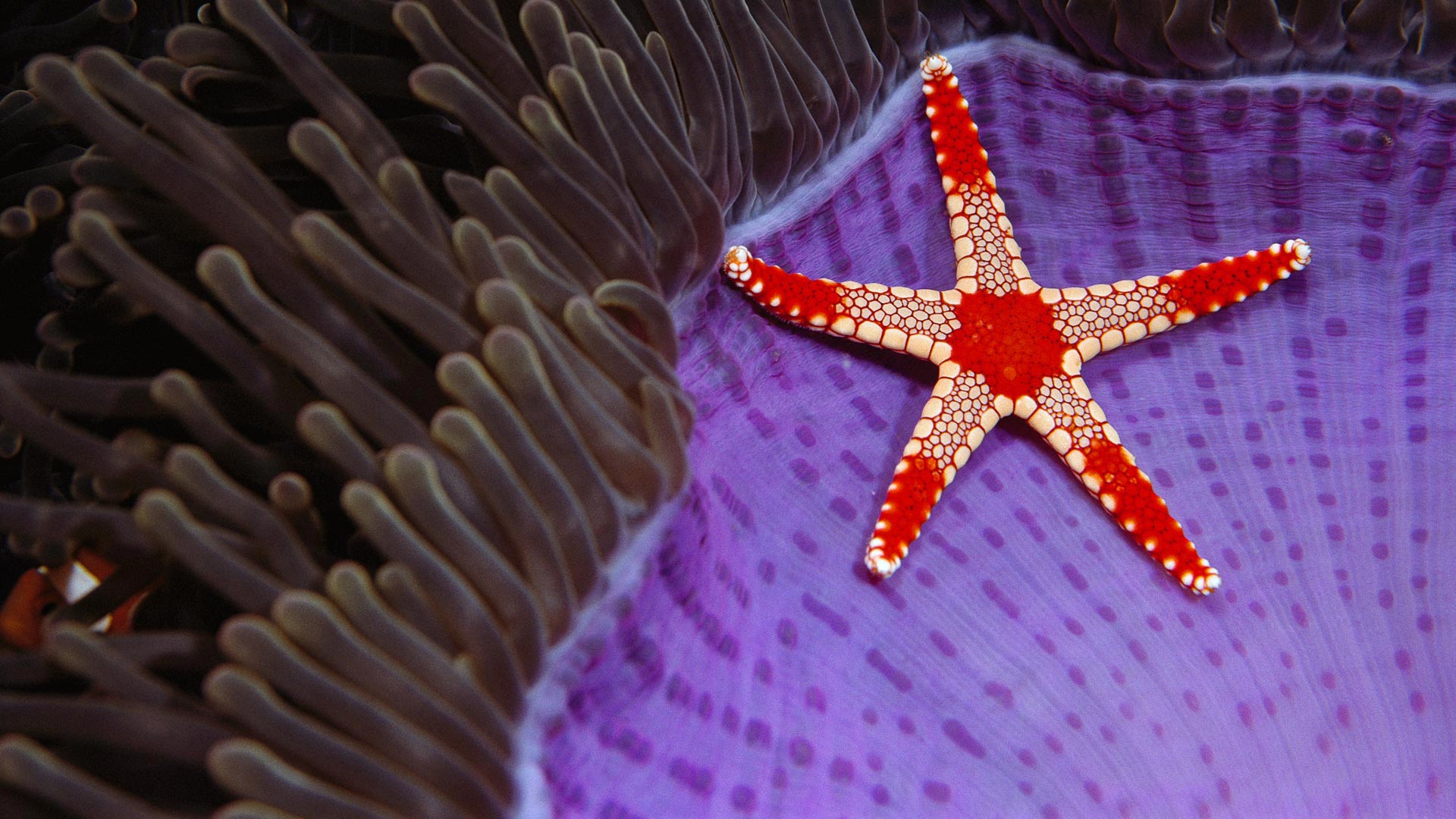 Underwater 1080p Wallpaper Starfish - HD Wallpaper 