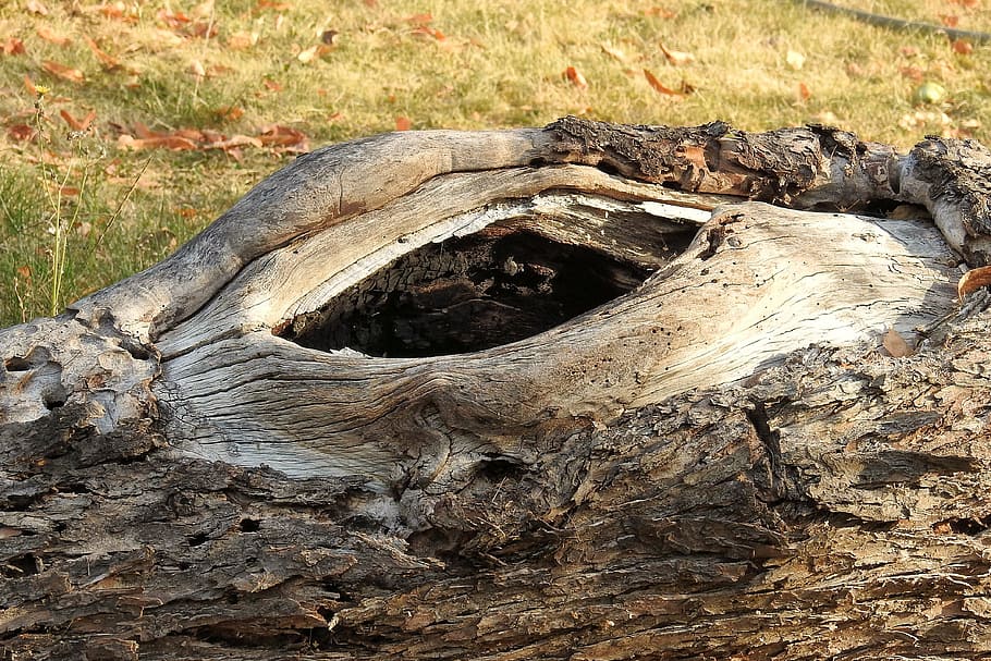 Log, Old, Like, Sawed Off, Bark, Knothole, Old Tree, - Grass - HD Wallpaper 