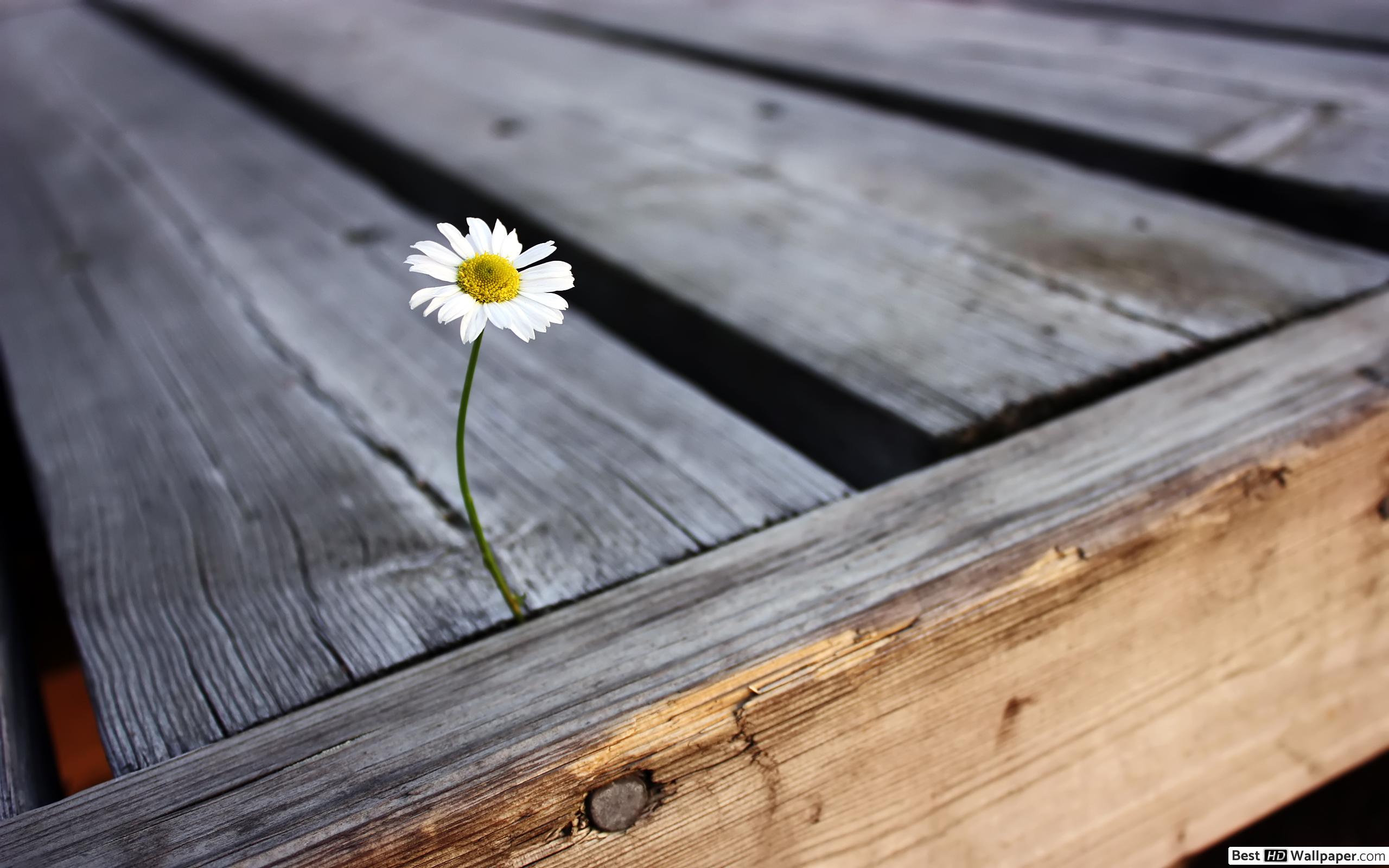 Quotes About Lonely Flowers - HD Wallpaper 