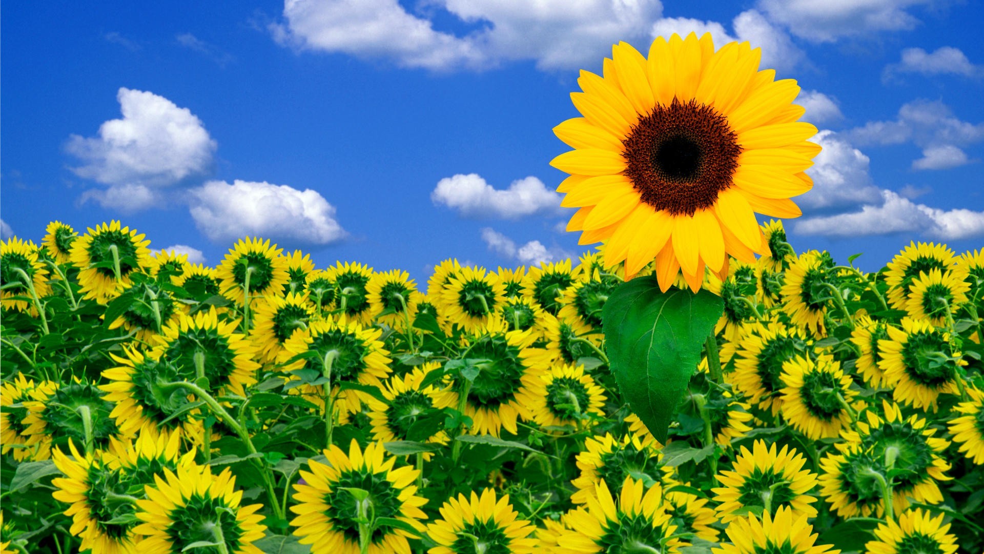 Hình Hoa Hướng Dương - HD Wallpaper 