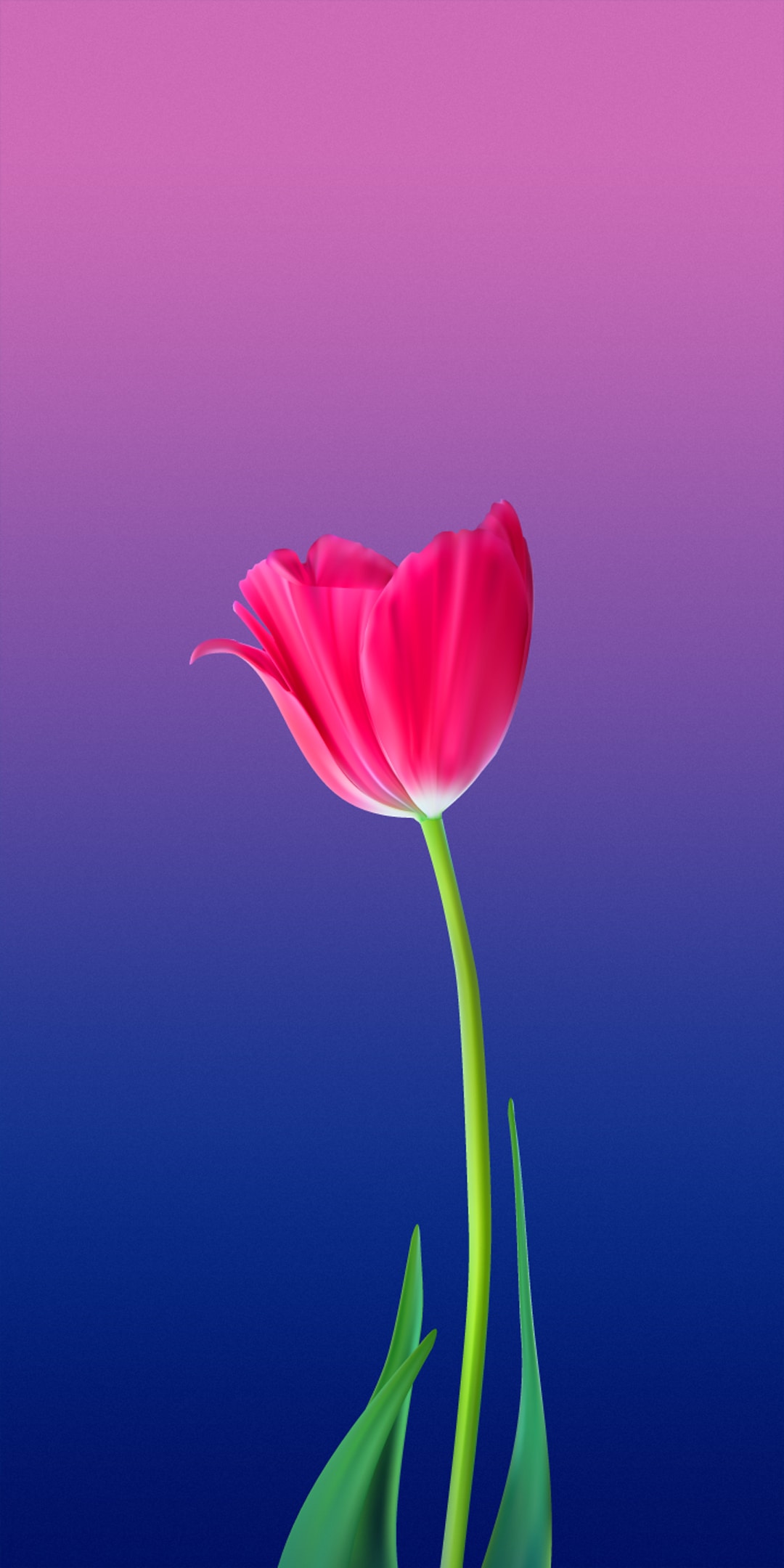 Tulip Flower Wallpaper For Mobile - HD Wallpaper 