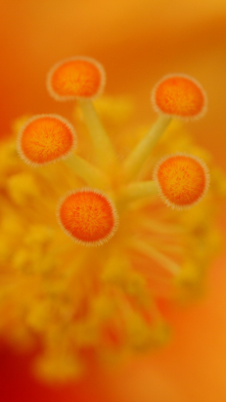 Wallpaper Flower, Stamens, Macro, Closeup, Orange - Chrysanths - HD Wallpaper 