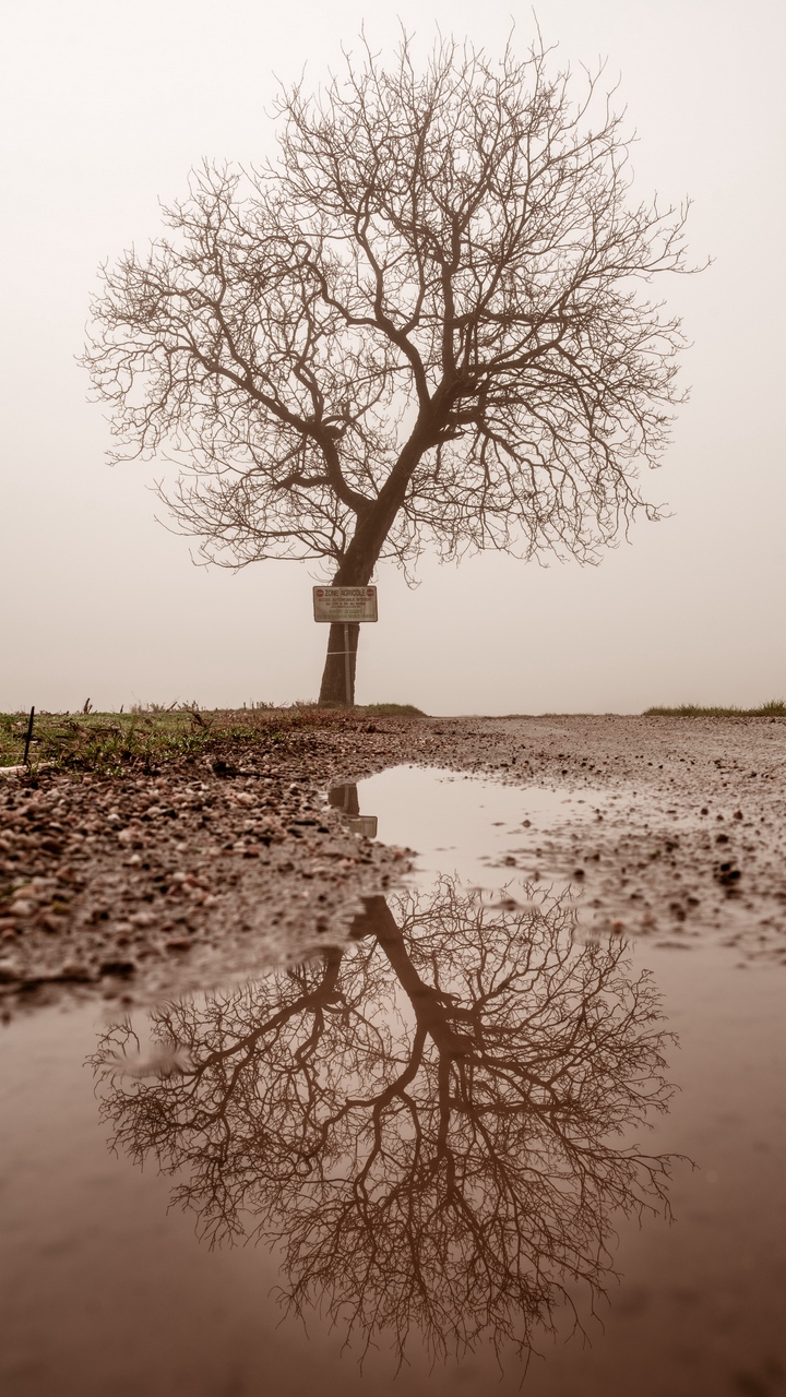 Wallpaper Tree, Puddle, Fog, Reflection, Wet - Wallpaper - HD Wallpaper 