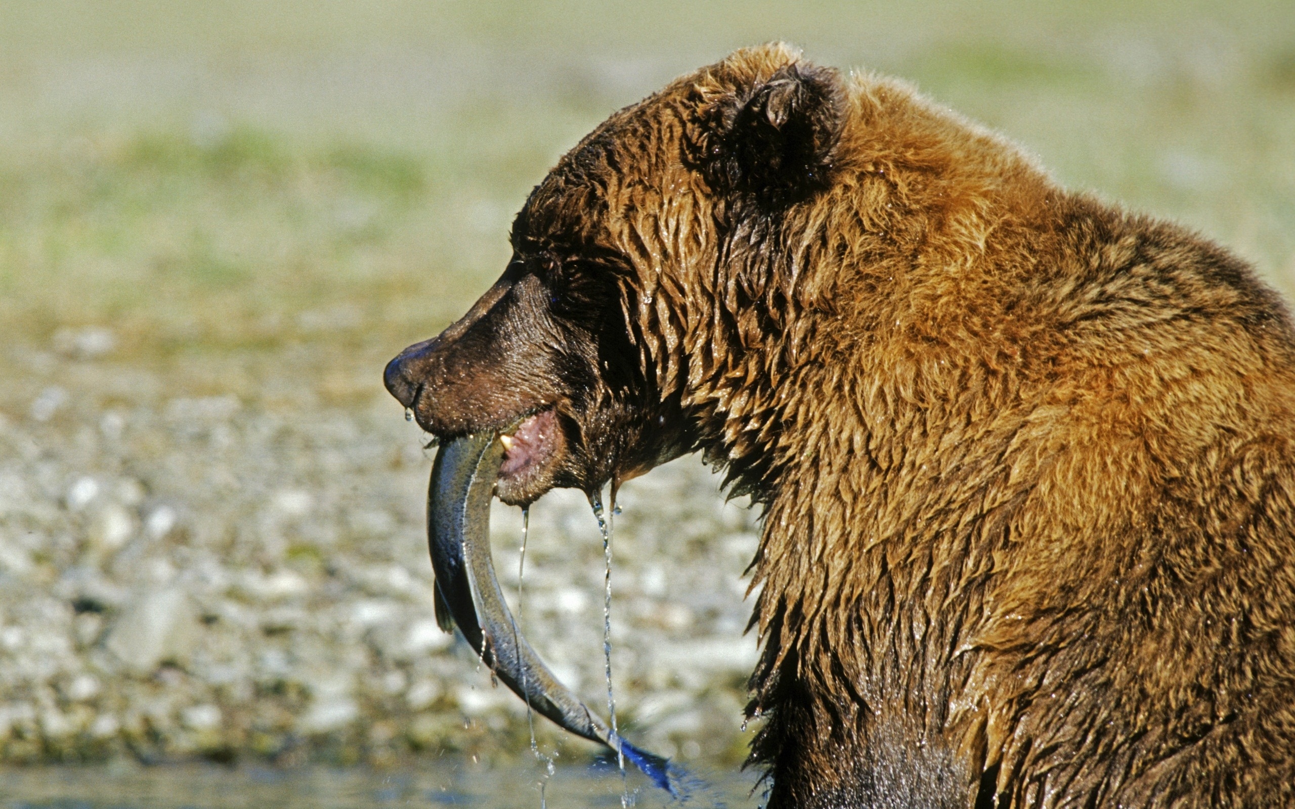Wallpaper Bear, Fish, Fishing, Food, Mining - Haiwan Makan Haiwan Dan Tumbuhan - HD Wallpaper 