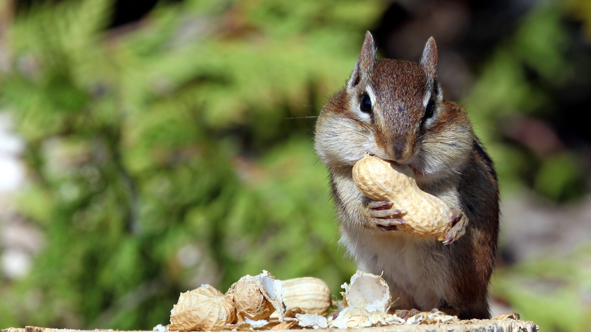 Wallpaper Squirrel, Nuts, Food, Mining - Chipmunk Cheeks Cute - HD Wallpaper 