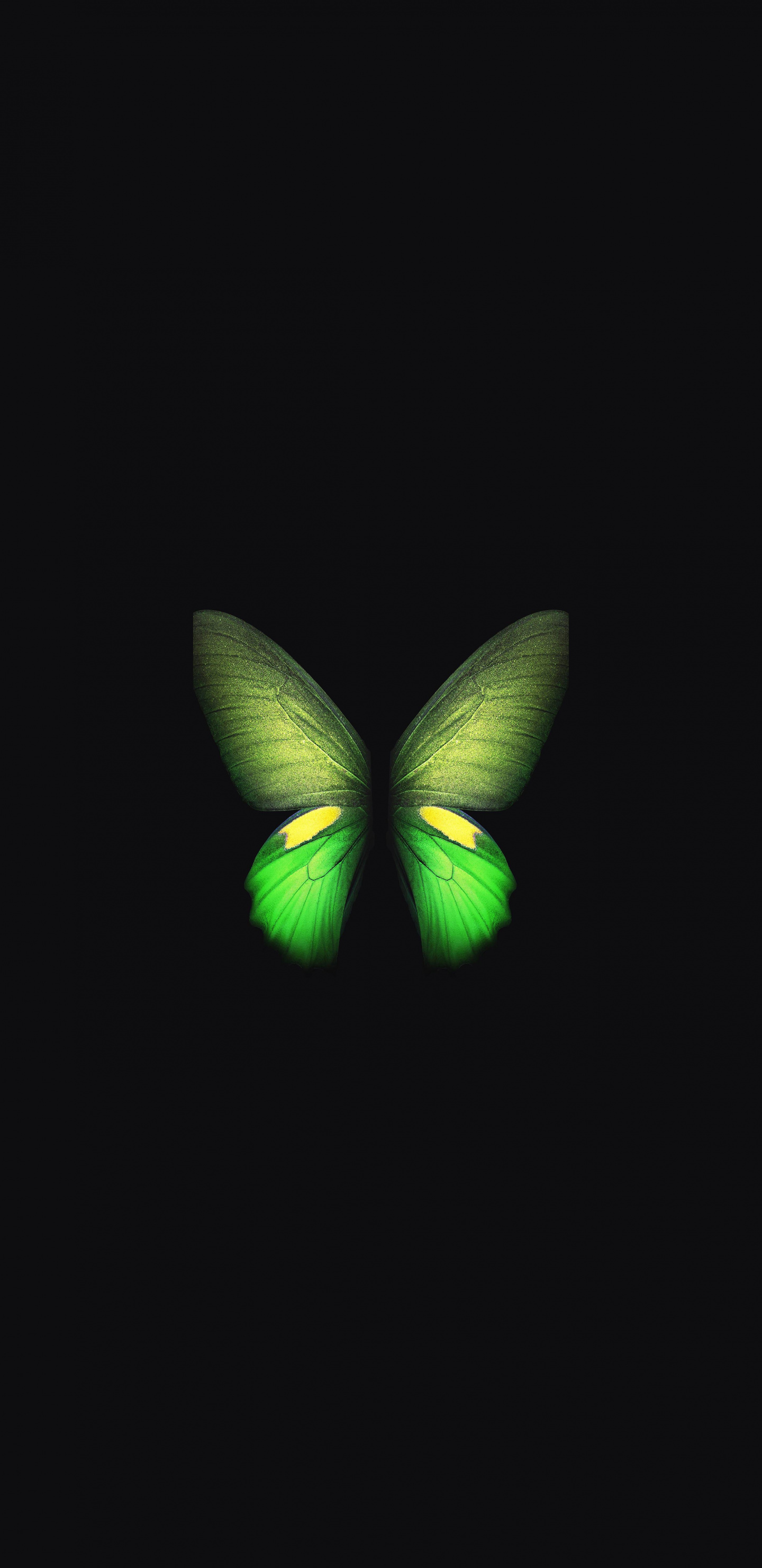 Pieridae - HD Wallpaper 