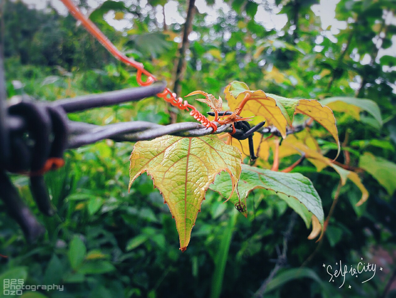 Howler Monkey - HD Wallpaper 