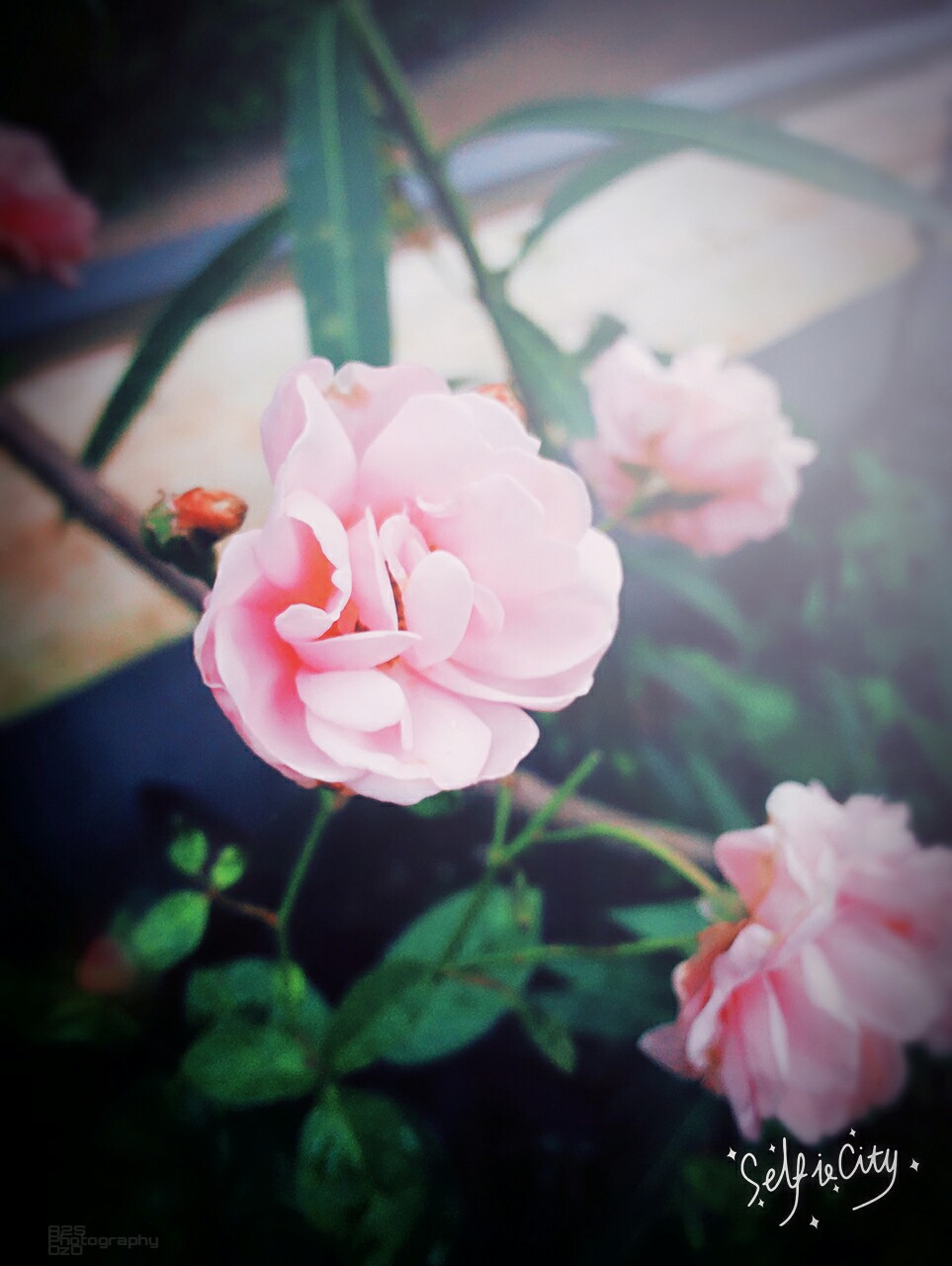 Garden Roses - HD Wallpaper 