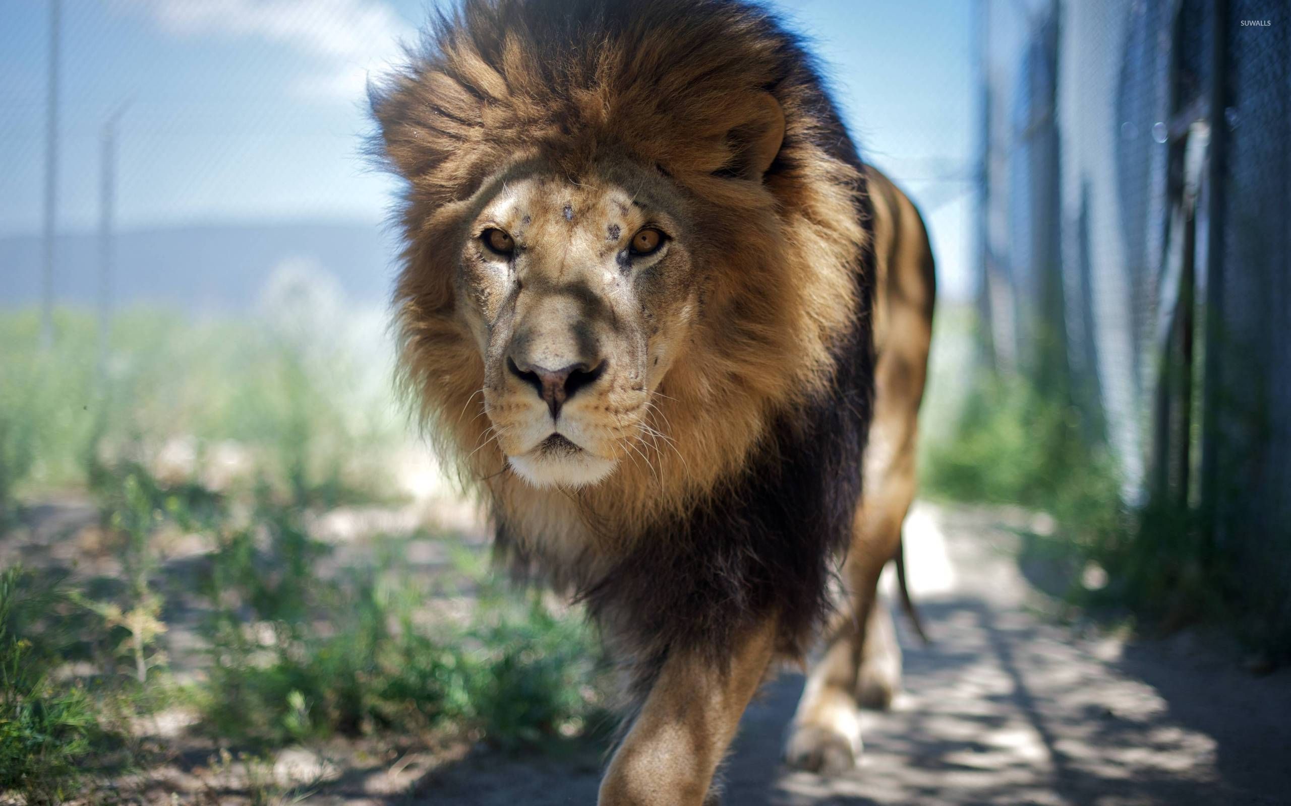 Lion Wallpaper Hd Blur - HD Wallpaper 