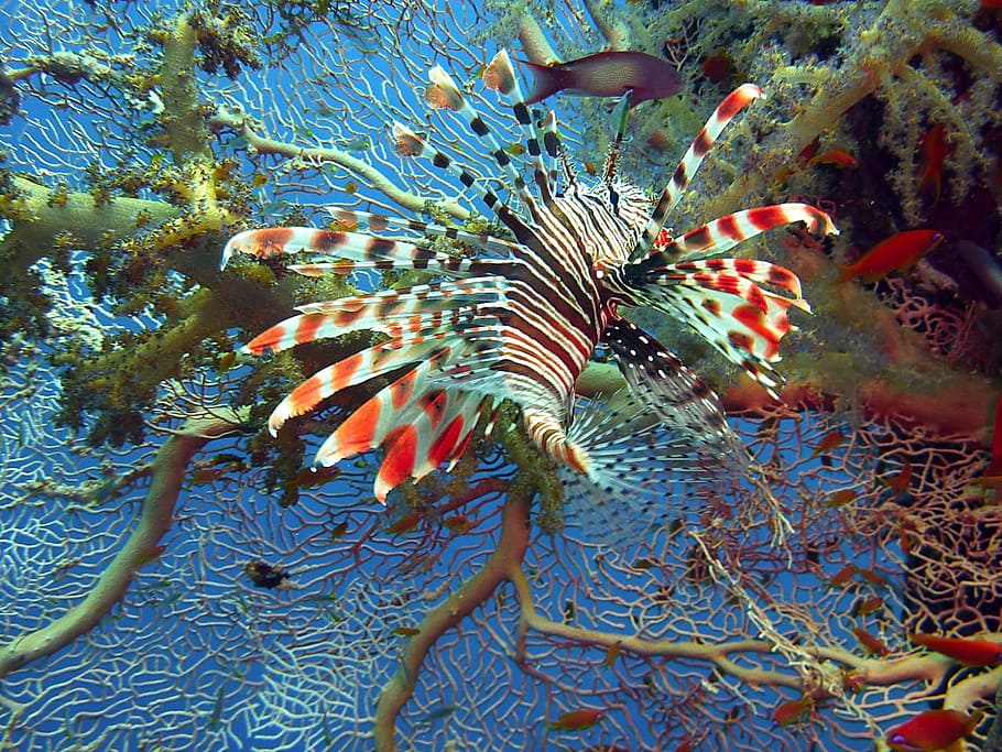 White, Black, And Red Lion Fish, Lionfish, Red Fire - HD Wallpaper 