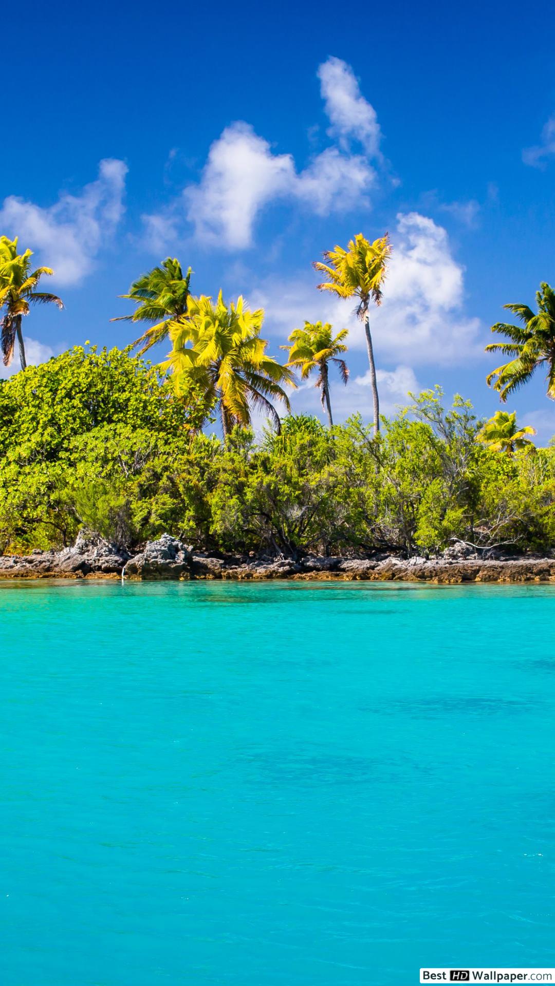 Tahiti Jungle - HD Wallpaper 