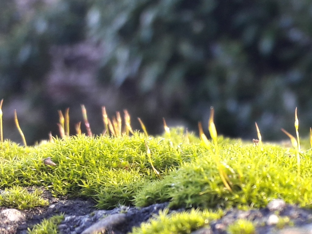 Samsung Galaxy A3 2016 Camera - HD Wallpaper 