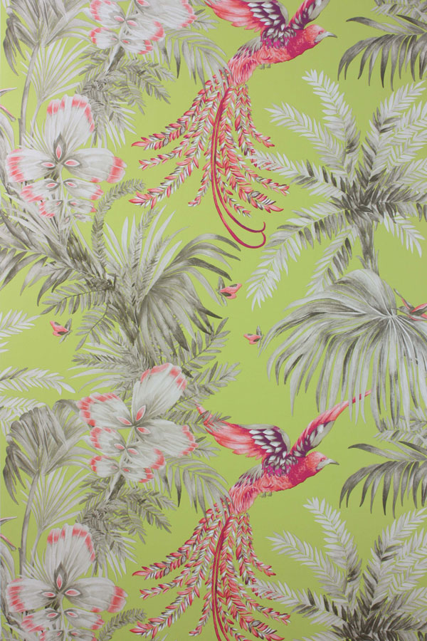 Bird Of Paradise Wallpaper Designs - HD Wallpaper 