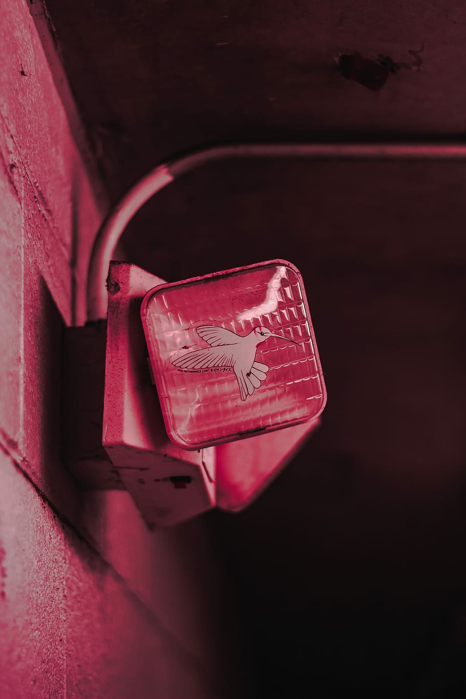 Pink Humming Bird Illustration, White Hamming Bird - Wood - HD Wallpaper 