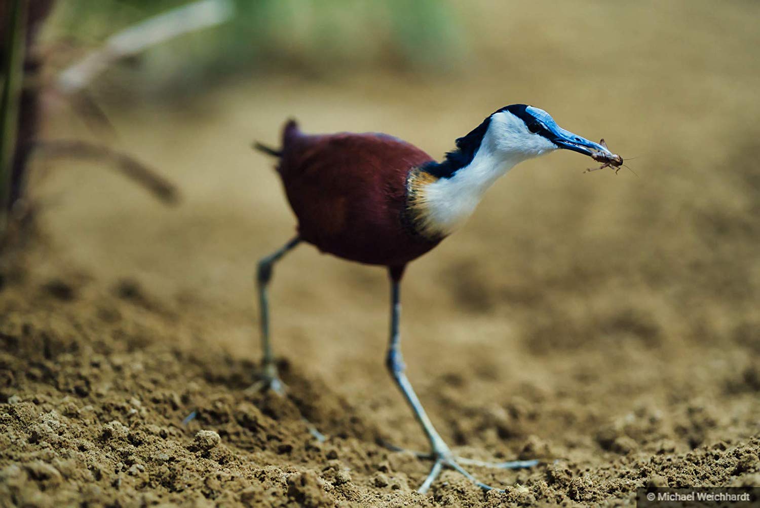 Seabird - HD Wallpaper 