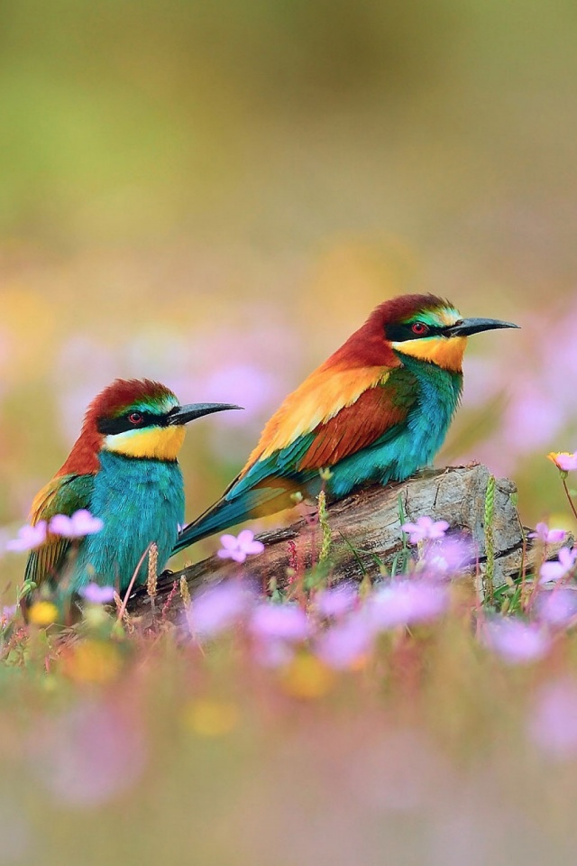 Birds Wallpaper For Mobile - HD Wallpaper 