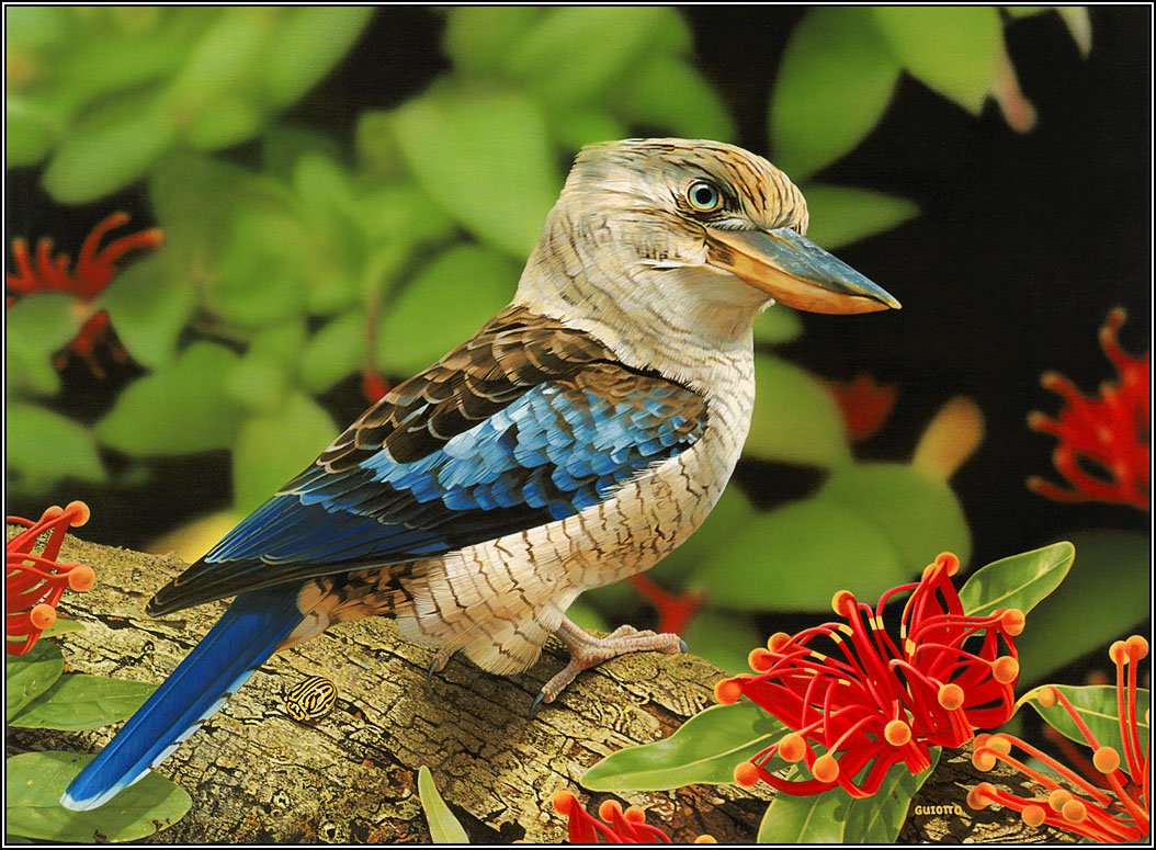 Beautiful Birds - HD Wallpaper 
