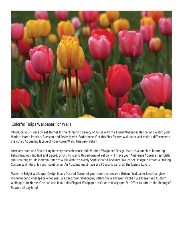 Sprenger's Tulip - HD Wallpaper 