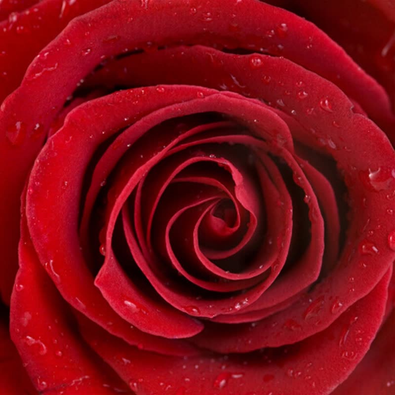 3d Wallpaper Rose Flower - HD Wallpaper 