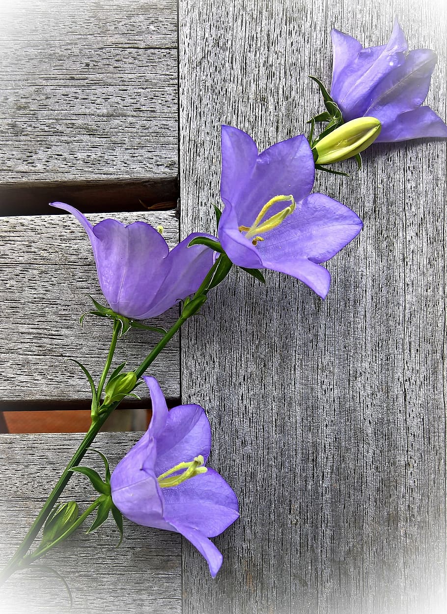 Purple Campanula Flowers, Bellflower, Shrub, Flower - Campanula Flower Photography - HD Wallpaper 