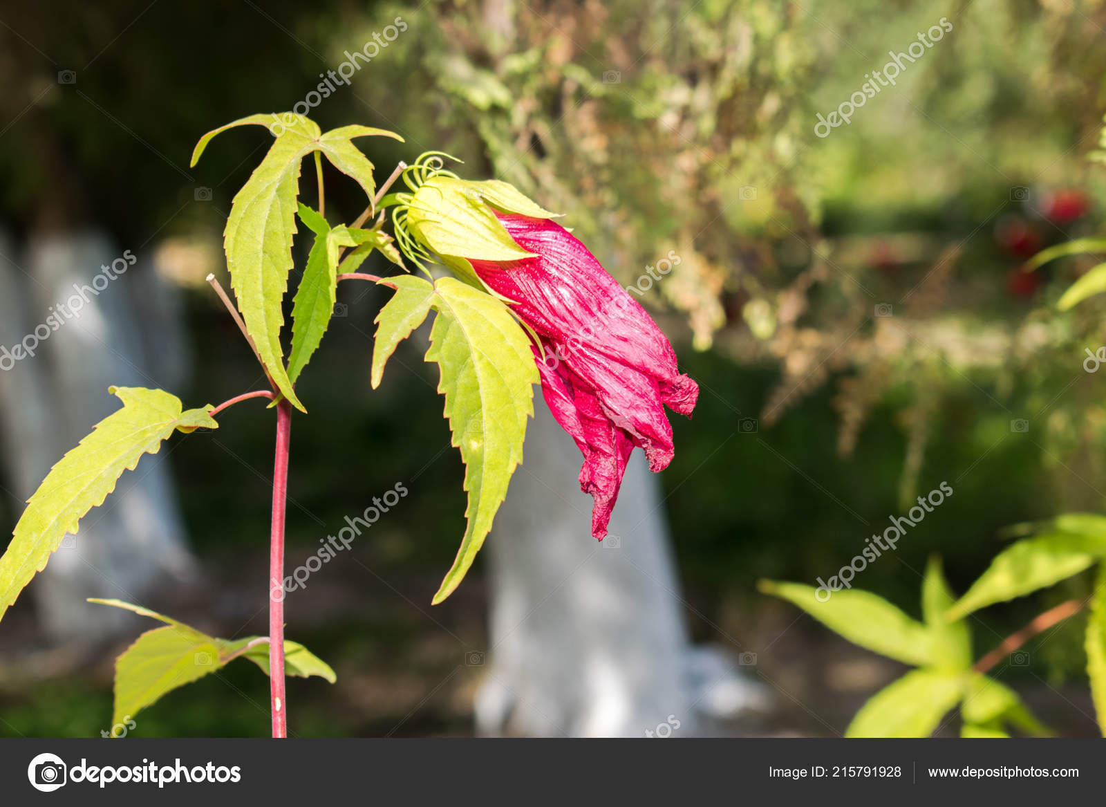 Wildflower - HD Wallpaper 