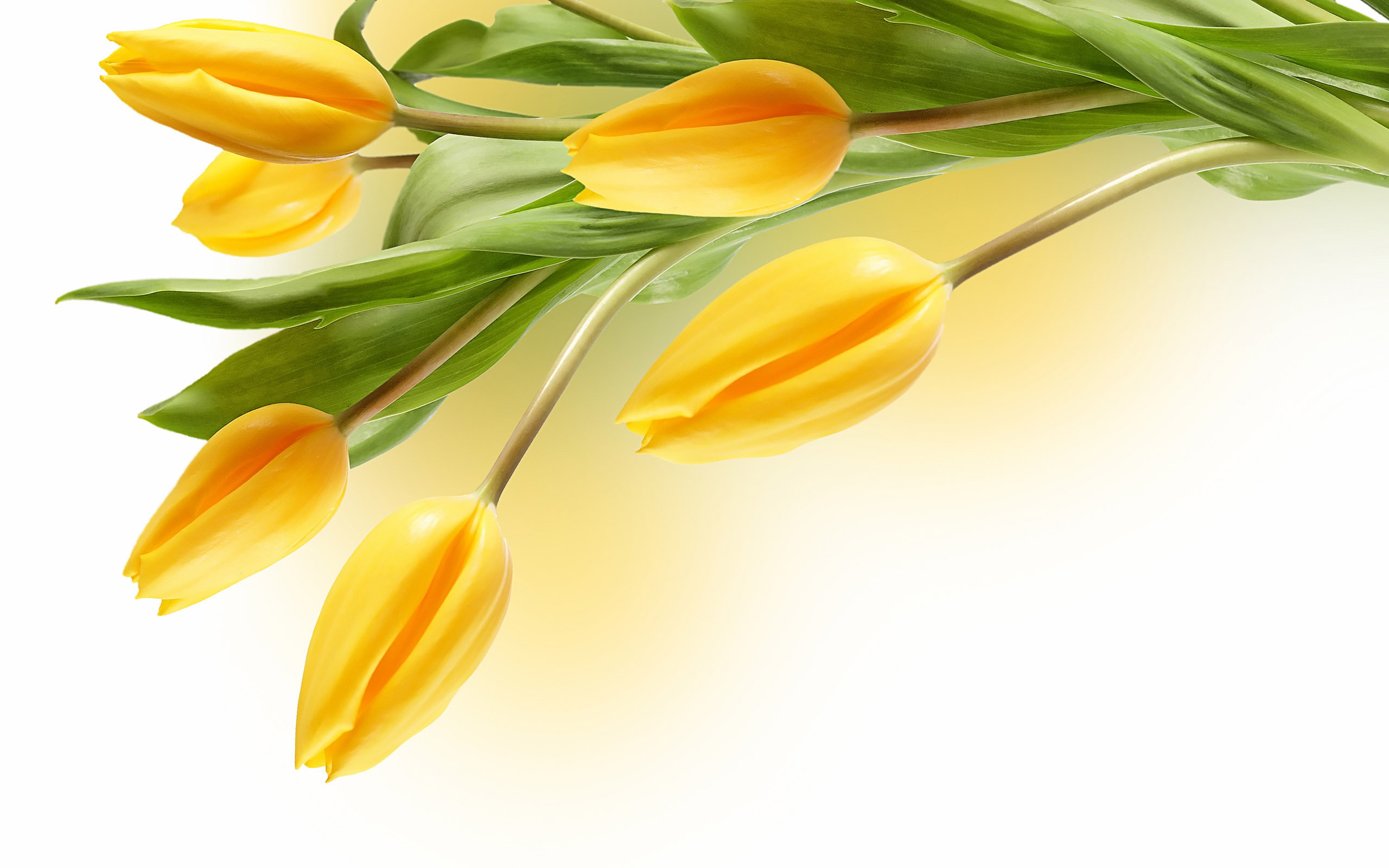 Large Tulip Picture - 1080p Images Of Flowers Hd - HD Wallpaper 