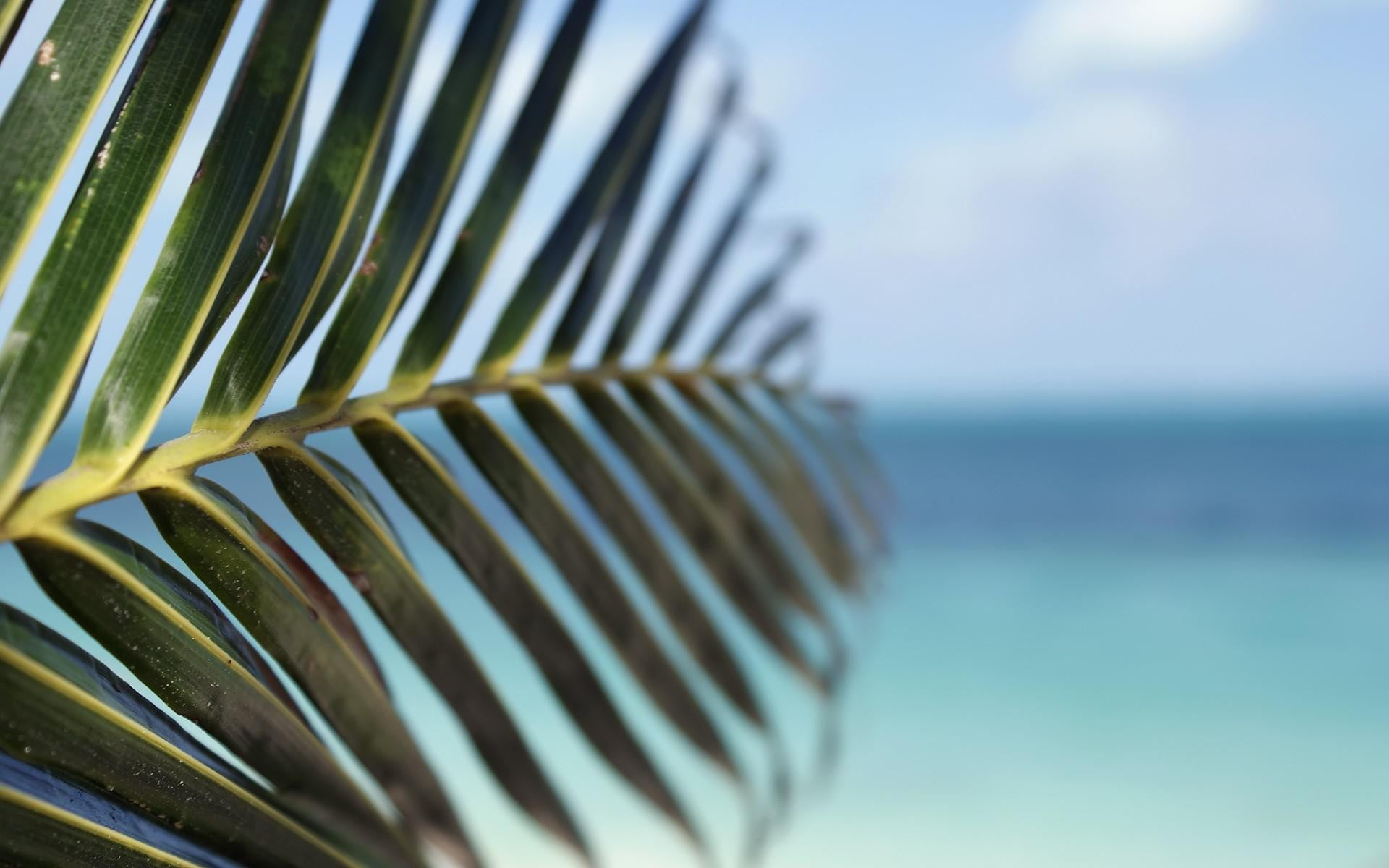 Hd Palm Leaves - HD Wallpaper 