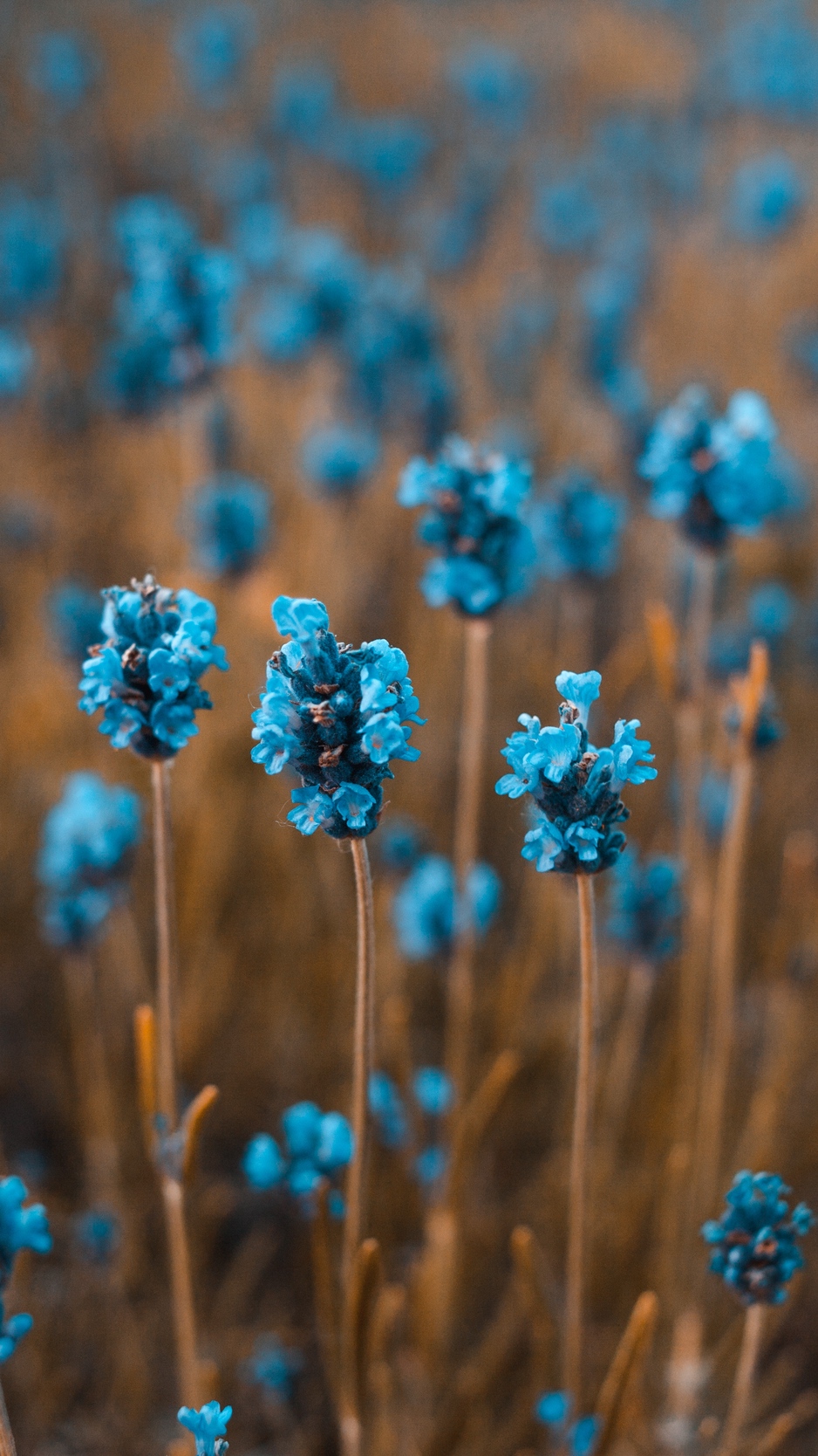 Wallpaper Flowers, Field, Blur - Iphone Wallpapers Blue Flower - HD Wallpaper 