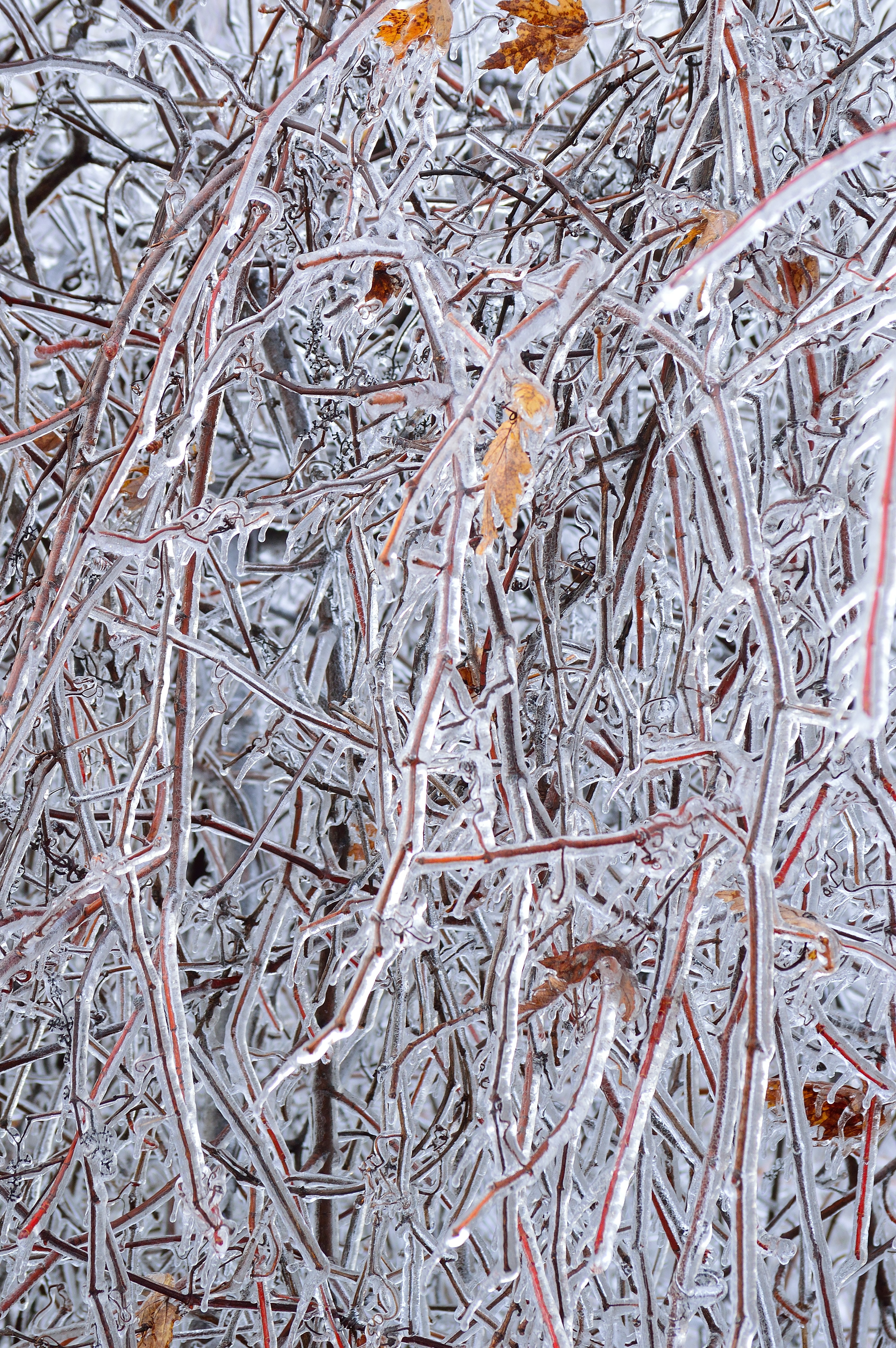 Frost - HD Wallpaper 