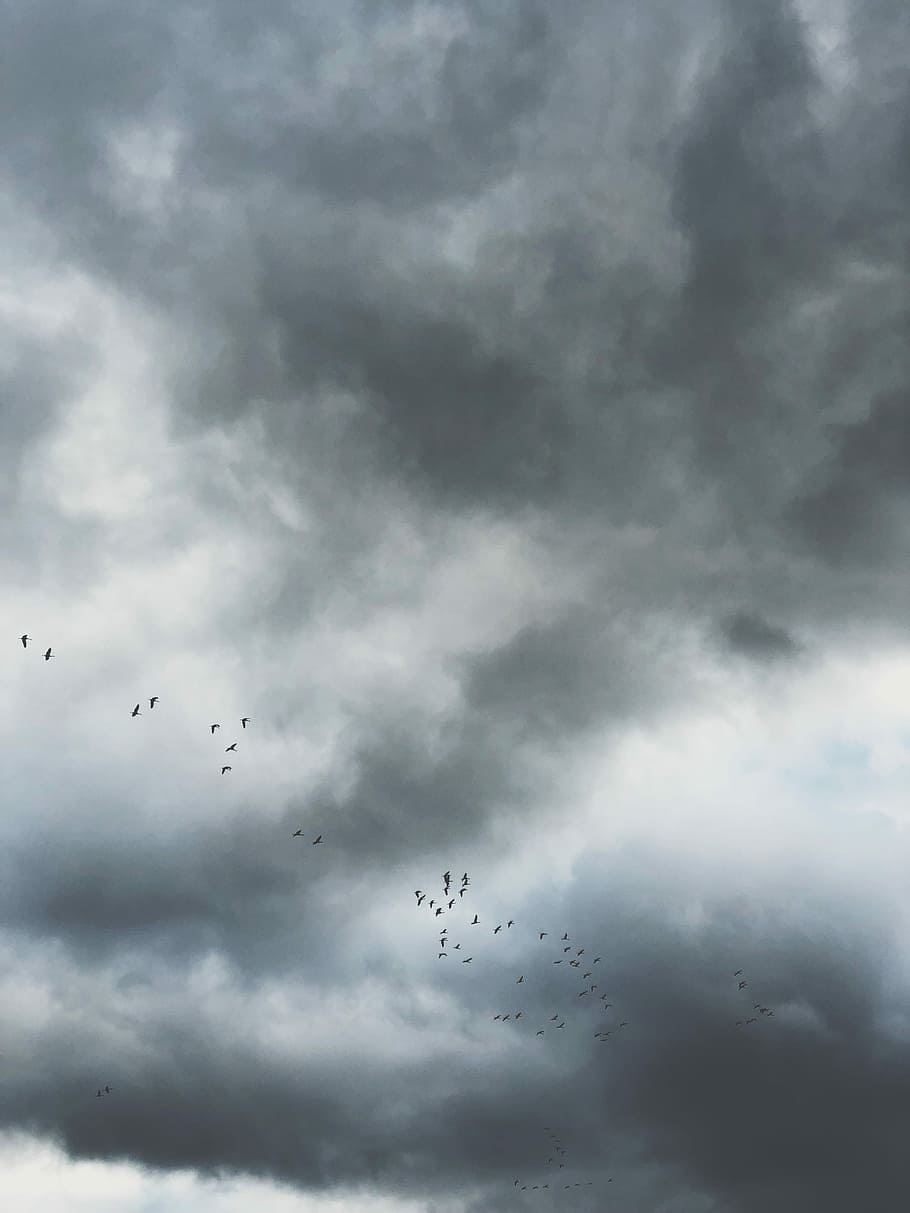 Birds Flying Under Gray Clouds, Birds Flying Under - Cloudy Gray Sky - HD Wallpaper 