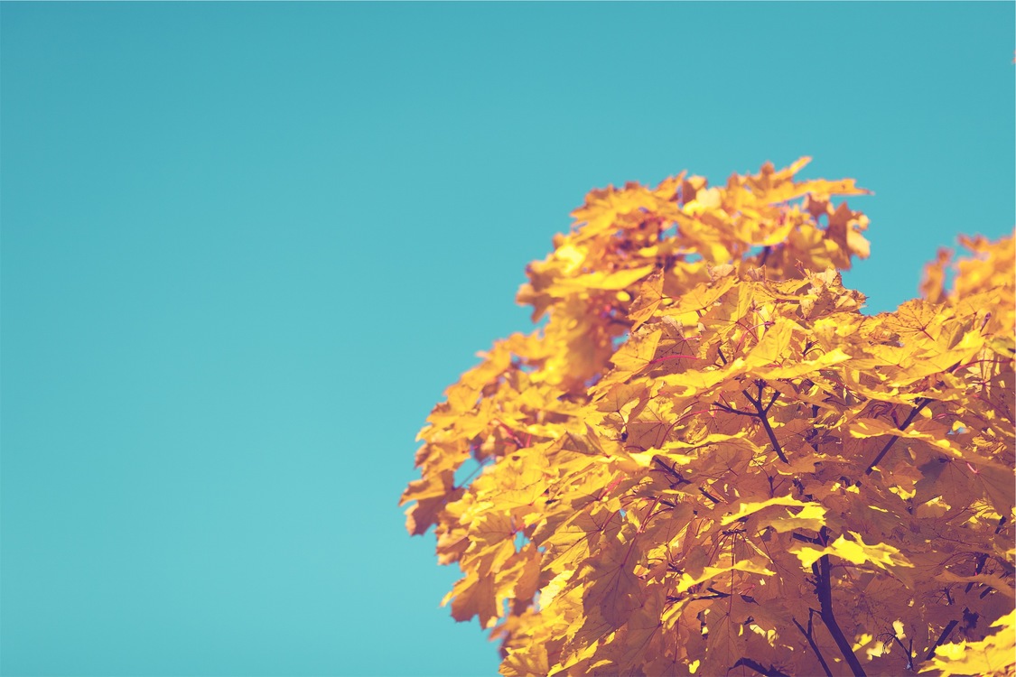 Computer Wallpaper,leaf,tree - If You Dont Know History You Dont Know Anything You - HD Wallpaper 