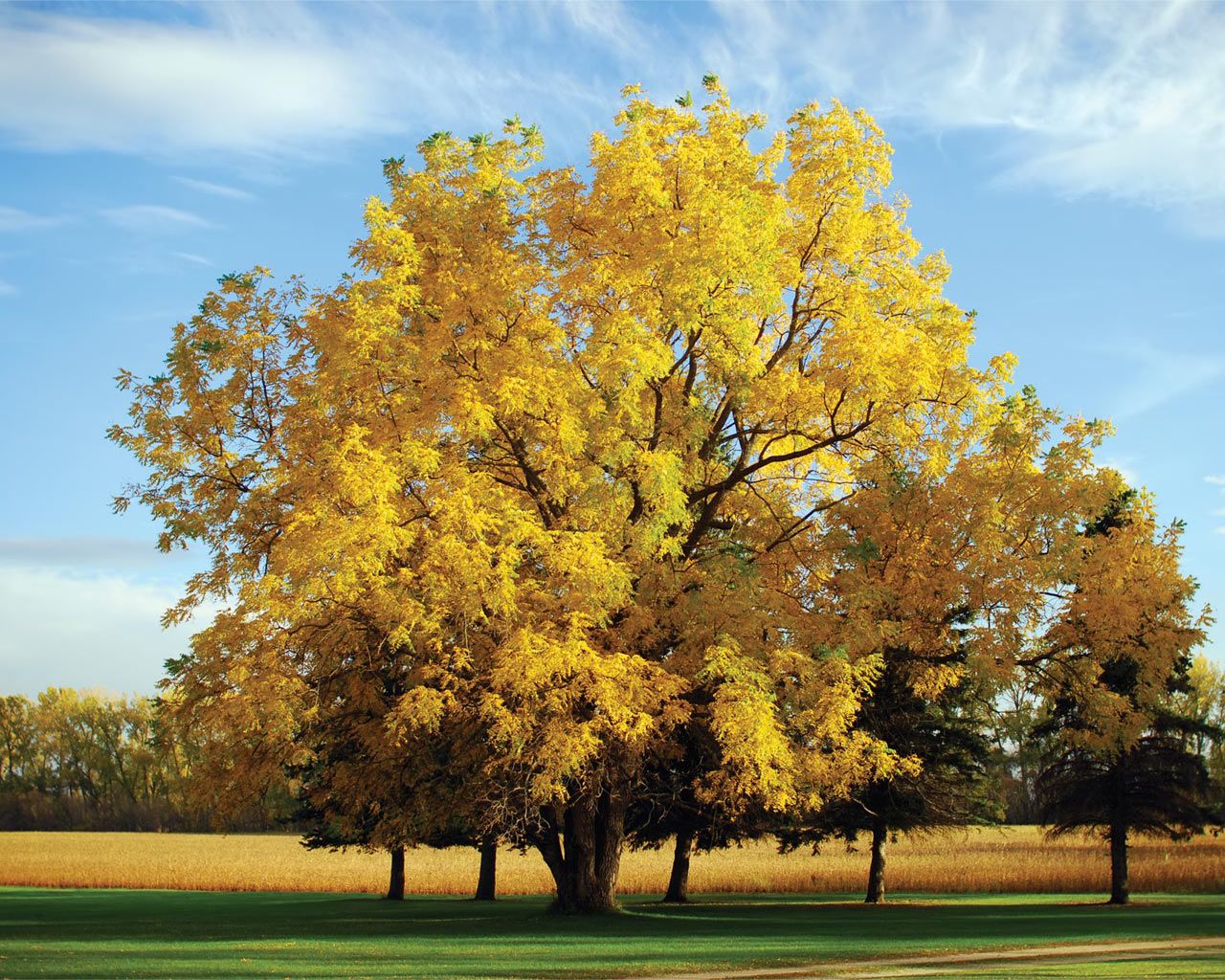 Lonely Yellow Color Autumn Tree With Blue Sky - Walnut Tree - HD Wallpaper 