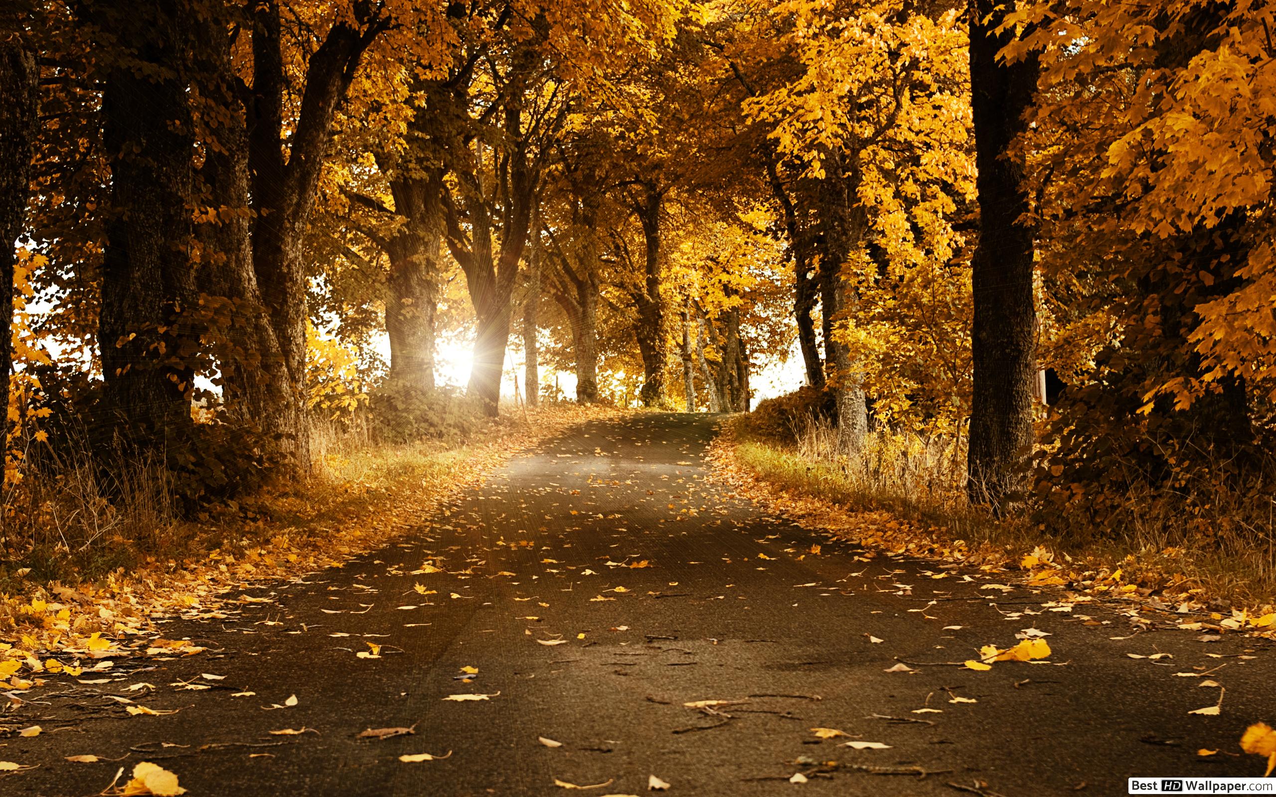 Background Wallpaper Hd - HD Wallpaper 