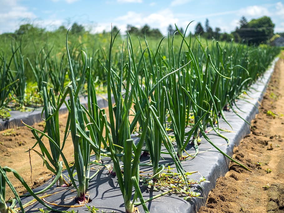 Onion, Farm, Food, Vegetable, Organic, Healthy, Vegetarian, - Onion Farm - HD Wallpaper 