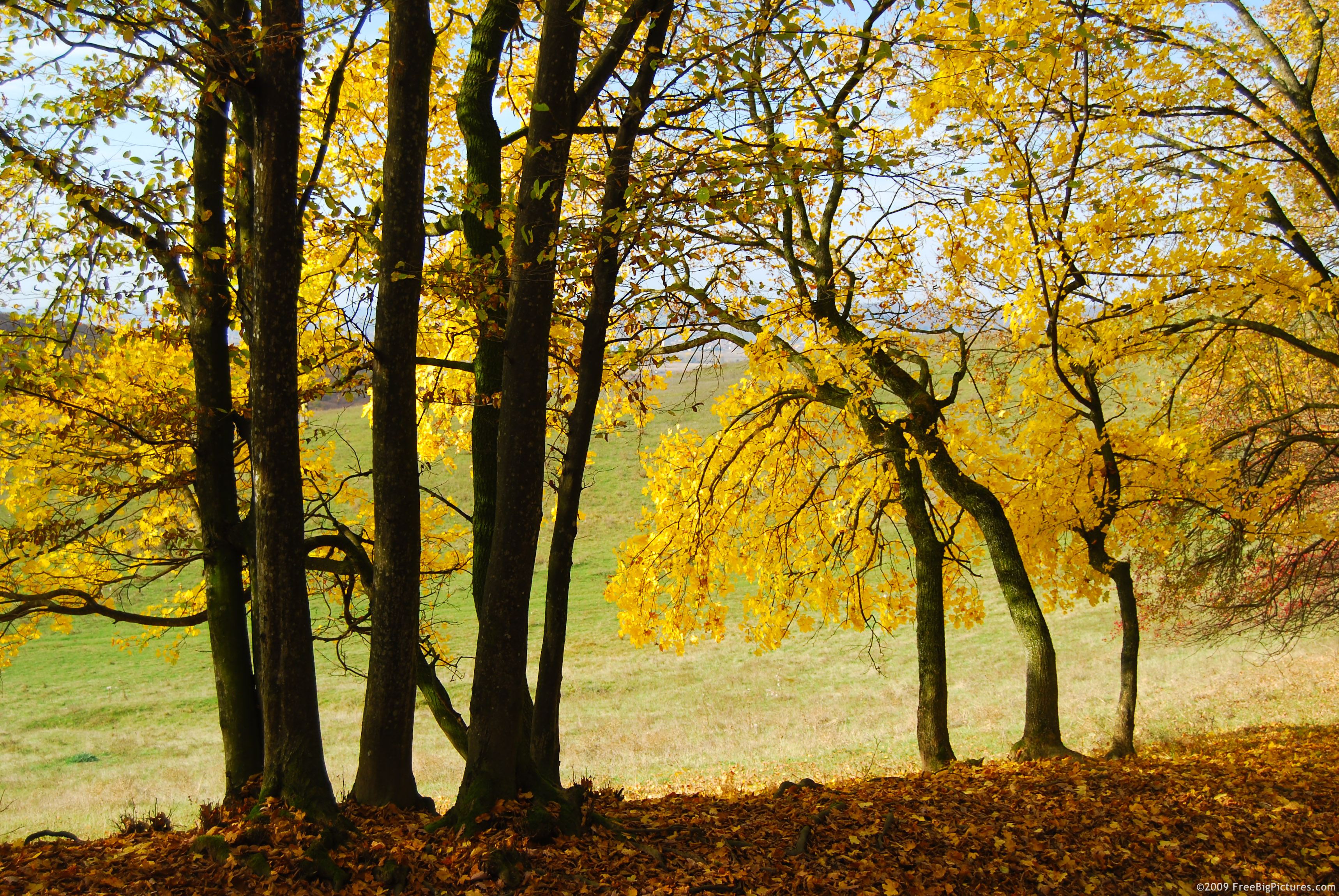 Fall Yellow Tree - HD Wallpaper 