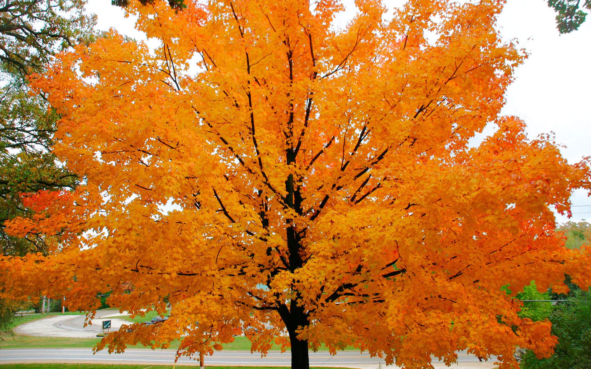 Elm Tree Leaves In Autumn - HD Wallpaper 