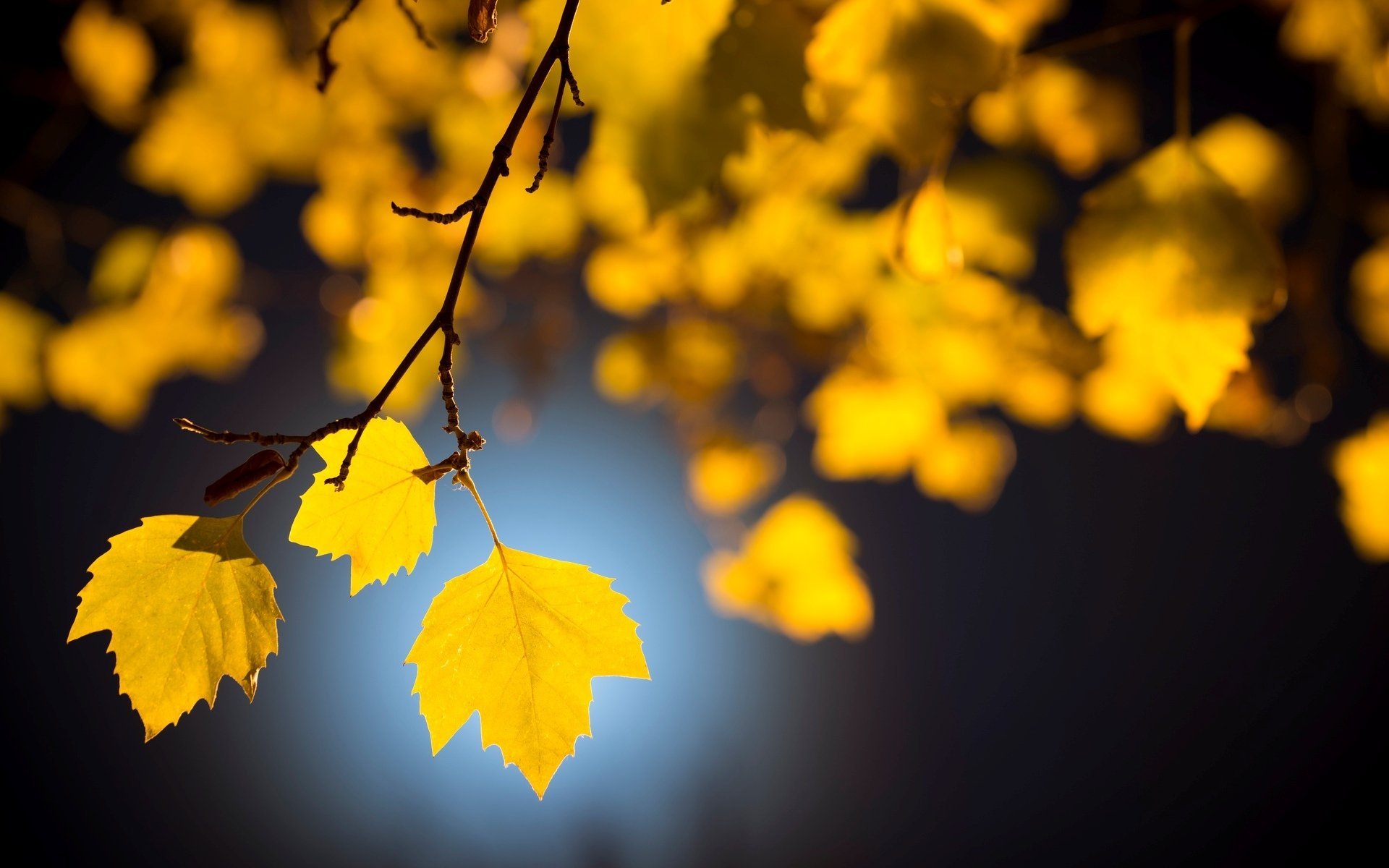 Yellow Tree Blur Background Hd - 1920x1200 Wallpaper 