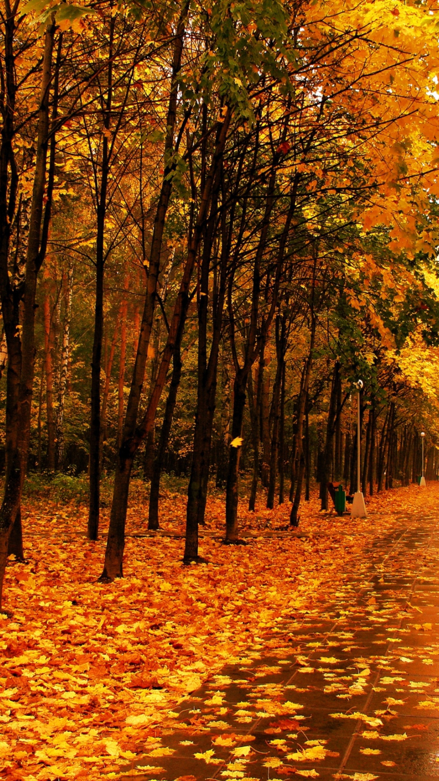 Best Android Autumn Wallpaper Hd - HD Wallpaper 