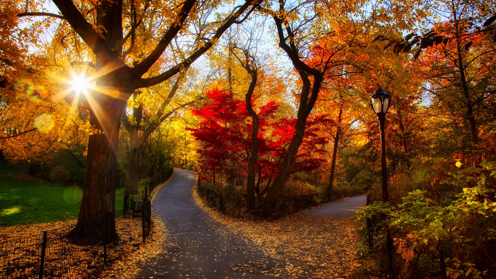 Sunrise View Of Park Trees And Foliage In Autumn - Autumn Trees Path - HD Wallpaper 