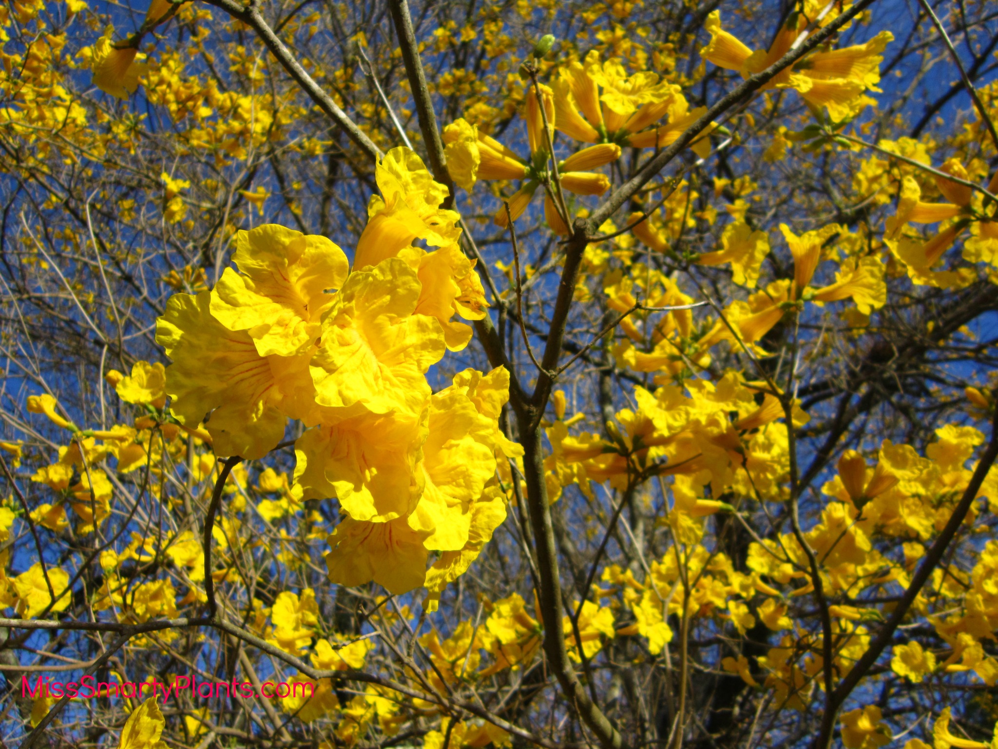 Yellow Spring Flowering Trees - HD Wallpaper 
